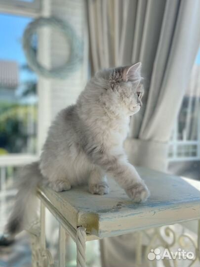 Британская золотая шиншилла длинношерстная