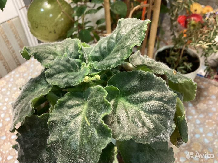 Фиалка белая