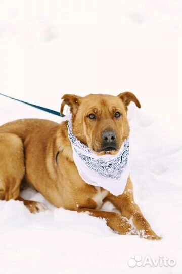 Собака в добрые руки