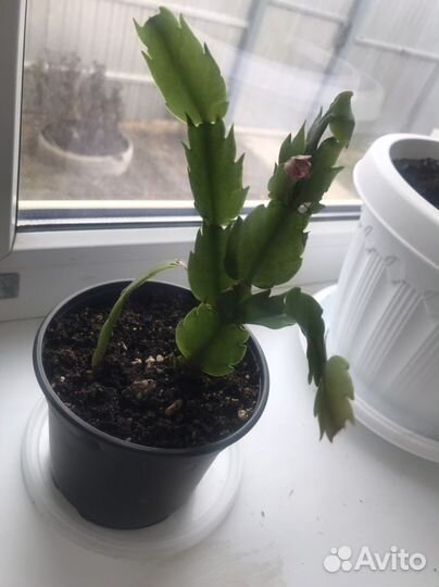 Белый декабрист