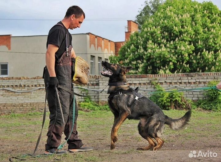 Дрессировка собак - окд, зкс, IGP. Тренинг
