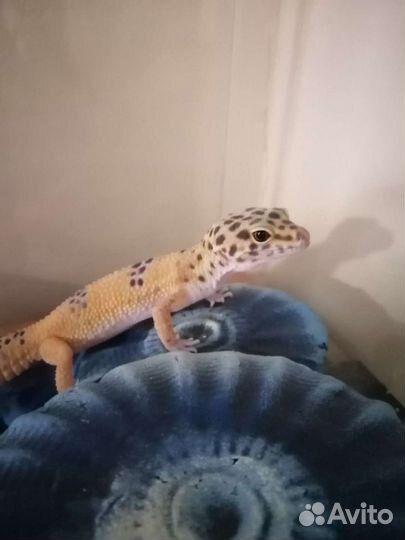 Эублефар с террариумом