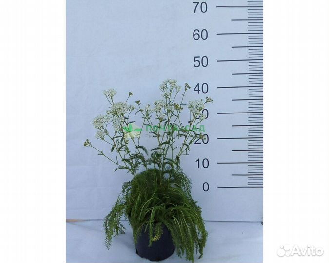 Тысячелистник обыкновенный Weisses Wunder