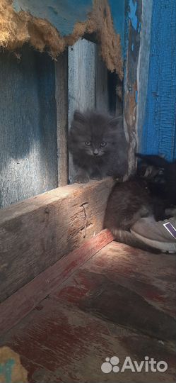 Котята в добрые руки бесплатно