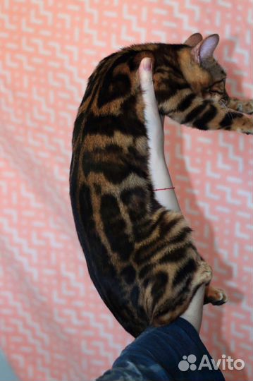 Бенгальская девочка