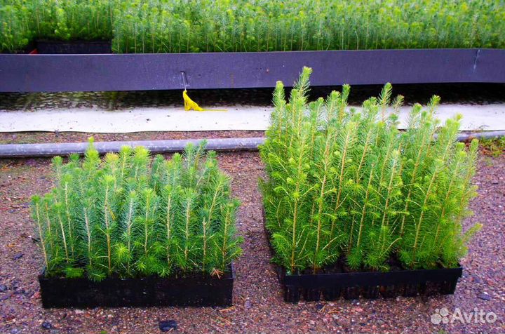 Сеянцы сосны зкс обыкновенной оптом