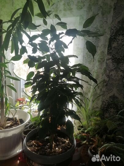 Фикус бенджамина