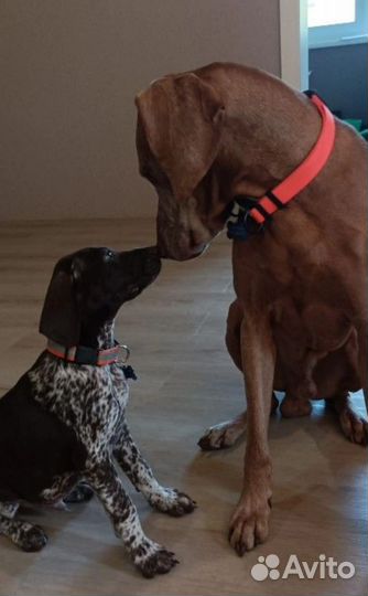 Адресник для собак и кошек