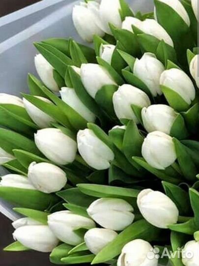 Шикарные тюльпаны