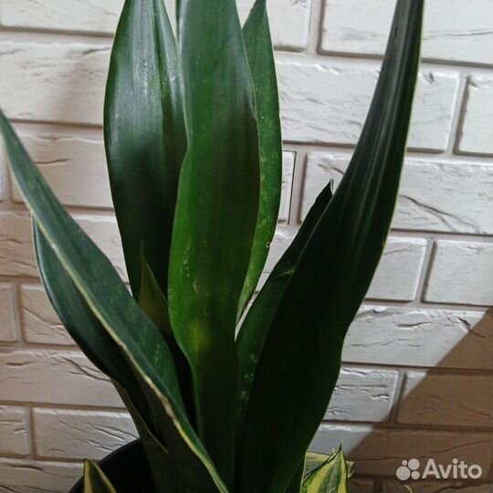 Сансевиерии сортовые