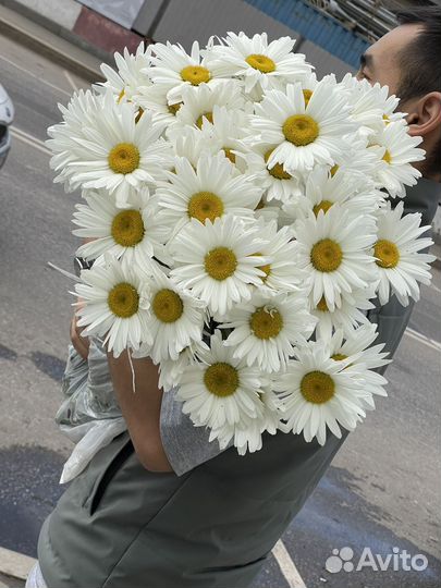 Ромашка крупная