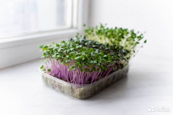 Микрозелень Набор для выращивания эко ферма