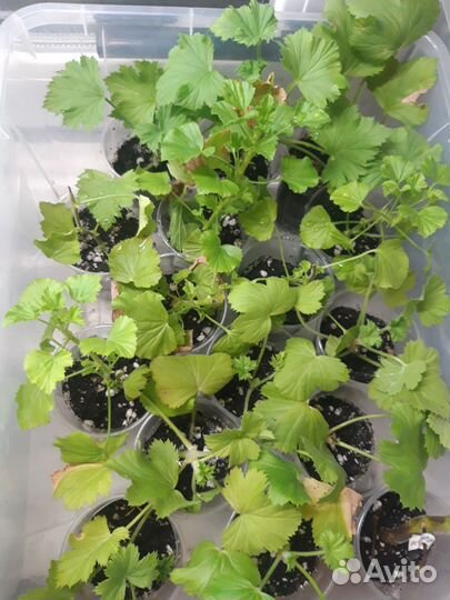 Пеларгонии сортовые ангелы, королевские и другие