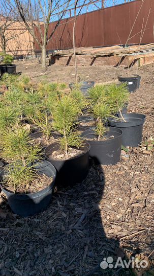 Ель зеленая и голубая