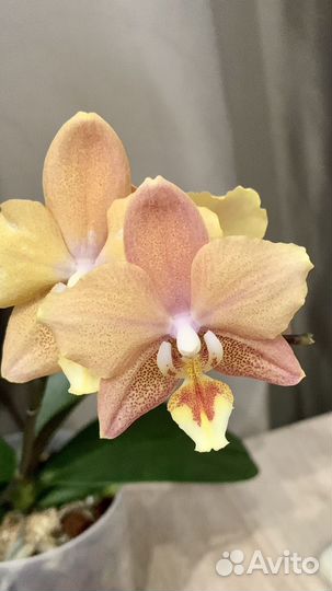 Орхидея Maple Valley