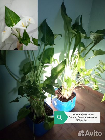 Комнатные цветы