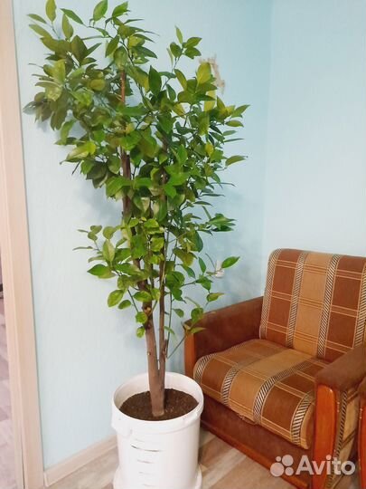 Лимонное дерево для интерьера дома, офиса