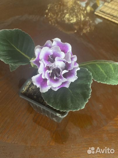 Глоксиния махровая