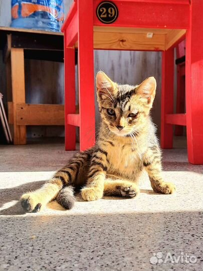 Кошки в добрые руки бесплатно