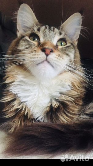 Котята мейнкун чистокровные подрощенные