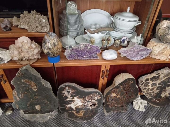 Аммониты. Септарии. Жеоды. Барит. Окаменелости