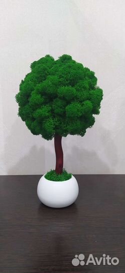 Топиарий дерево со мхом
