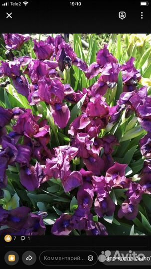 Ирис и многое другое
