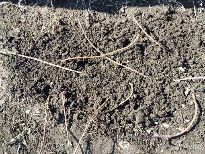 Ежемалина (саженцы)