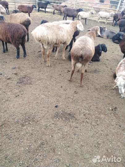 Баран на племя