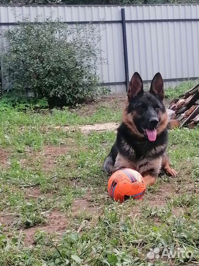 Щенки немецкой овчарки