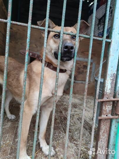 Собаки бесплатно