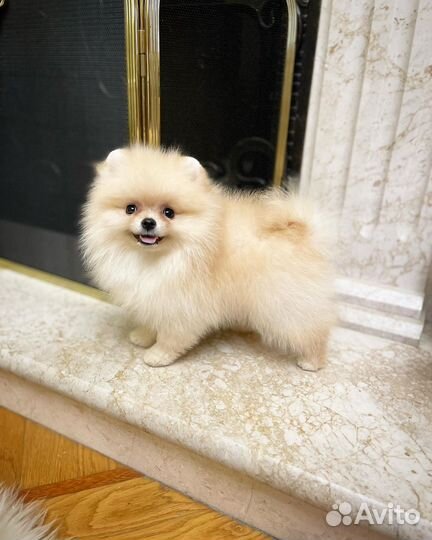 Шпиц малышка