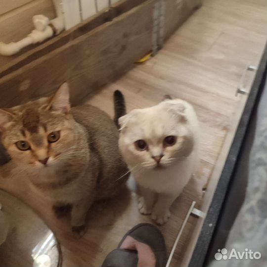 Британские котята) готовы к переезду)