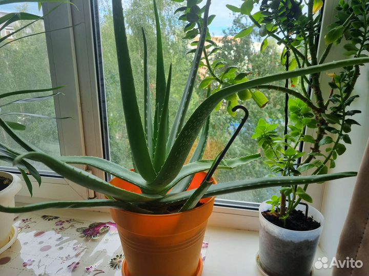 Алоэ вера растение