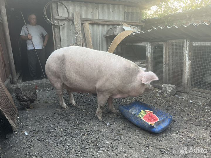 Свиноматка Ландрас