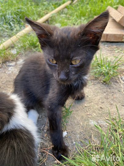 Котята 3 месяца в хорошие руки