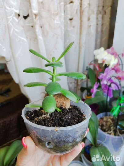 Толстянка,денежное деревце