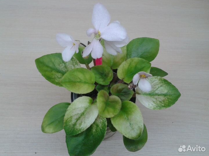 Сортовые фиалочки (стандарты,мини,п/мини,трейлеры)