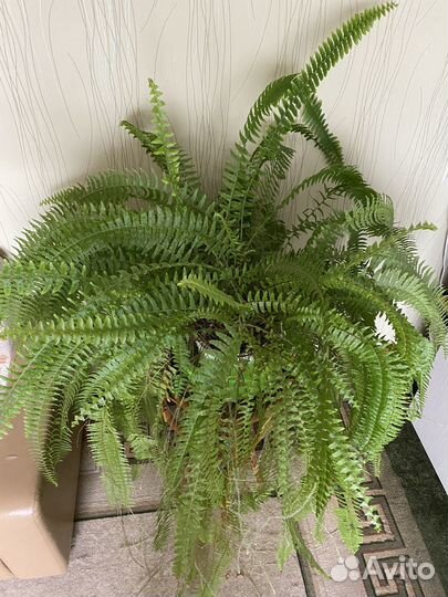 Папоротник комнатный