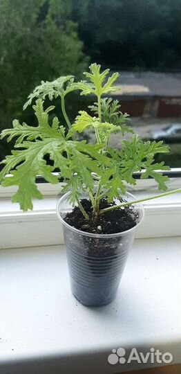 Комнатные растения