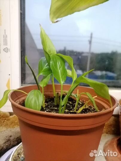 Колеус, спатифиллум, каллизия и др