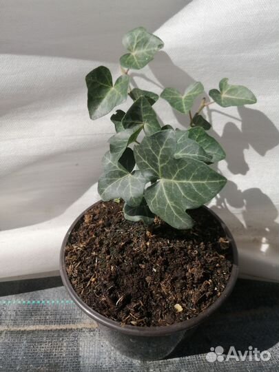 Плющ садовый вечнозеленый