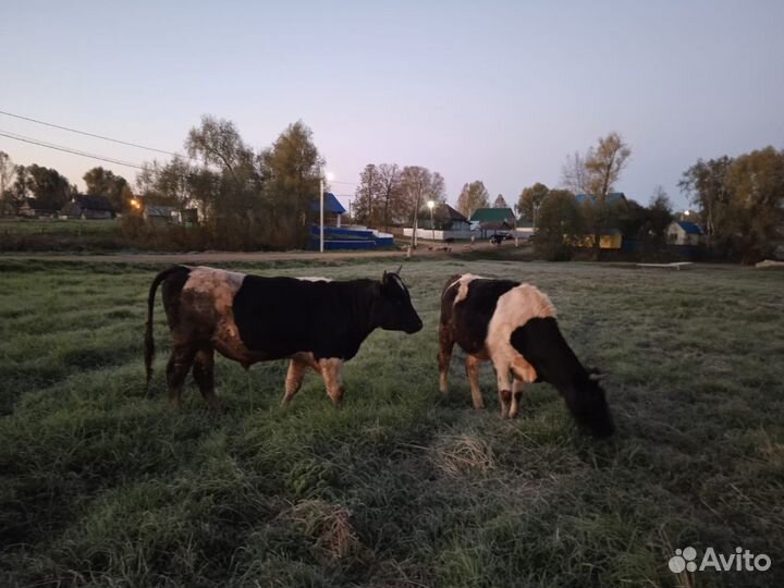 Бык и Телка