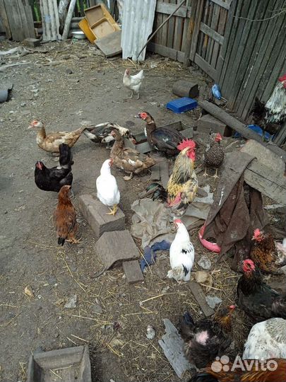 Домашняя птица