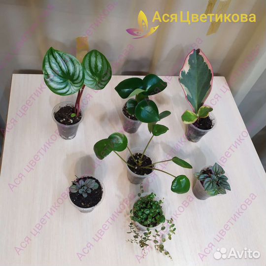 Пеперомии разные