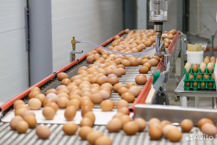 Вакансия на птицефабрику вахтой Пермь