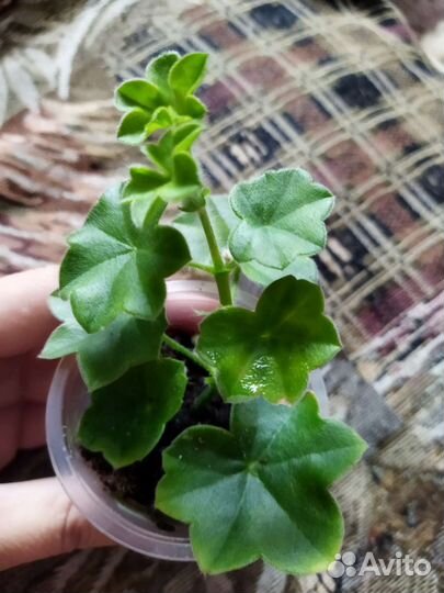 Плющелистная пеларгония 'Royal Black Rose'