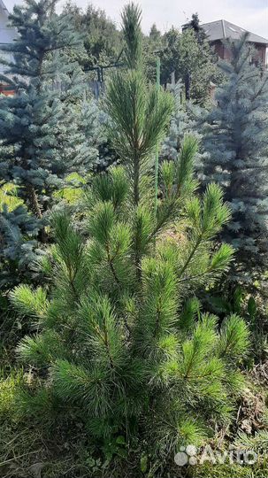 Сосна румелийская