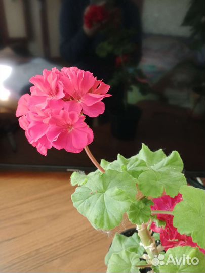 Пеларгония герань красная