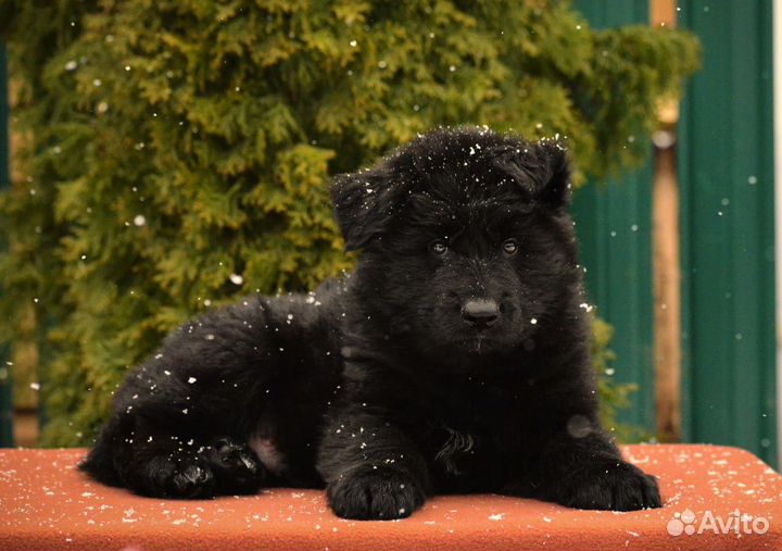 Немецкие овчарки щеночки